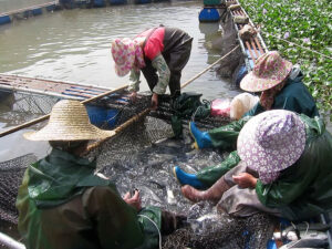 Fish Farms in China